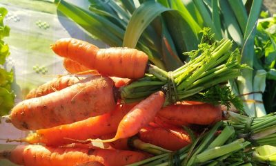 Celorico de Basto: Celeiro Rico leva mercado local de produtores à Mota com animação natalícia