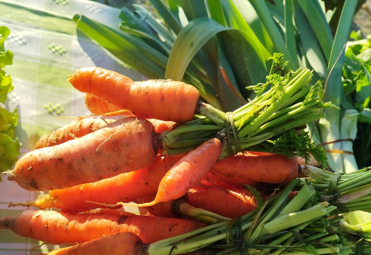 Celorico de Basto: Celeiro Rico leva mercado local de produtores à Mota com animação natalícia