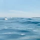 Guadiana em Alerta: Alqueva turbina no máximo e Pedrógão prepara descargas de 1.500 m³/s