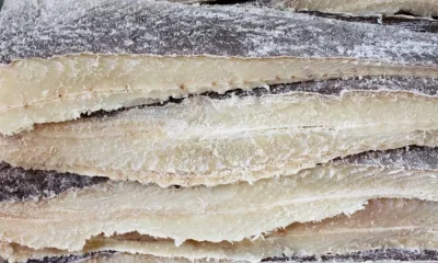 Portalegre acolhe final nacional de concurso dedicado ao Bacalhau da Islândia