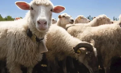 Cotações de borrego registam subida generalizada no Alentejo no arranque de 2026