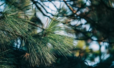 Quercus planta 1,7 milhões de árvores autóctones em 15 anos de projeto