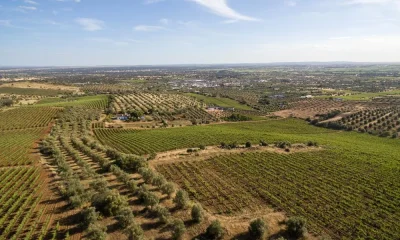 Agricultores de Serpa exigem chumbo ao acordo Mercosul para evitar “morte” do mundo rural