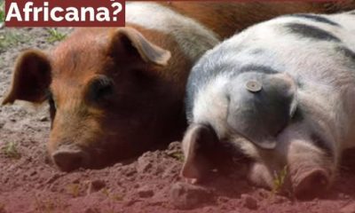 Informação DGS | Peste Suína Africana