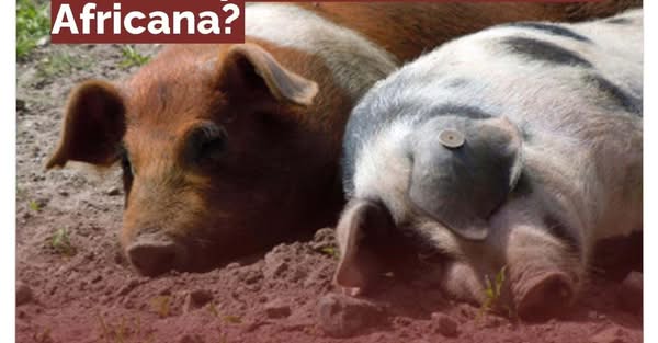 Informação DGS | Peste Suína Africana