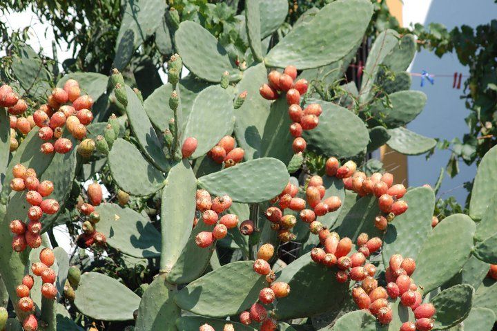 Alentejo reforça presença internacional com promoção de produtos agroalimentares na Alemanha e nos Países Baixos