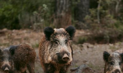 INFORMAÇÃO SOBRE A PESTE SUÍNA AFRICANA

A peste suína africana (PSA) é uma doen…