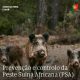 INFORMAÇÃO SOBRE A PESTE SUÍNA AFRICANA

A peste suína africana (PSA) é uma doen…