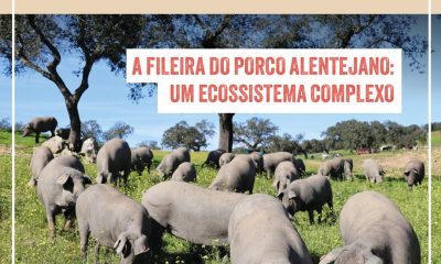 A FILEIRA DO PORCO ALENTEJANO: UM ECOSSISTEMA COMPLEXO

Falar do Porco Alentejan…