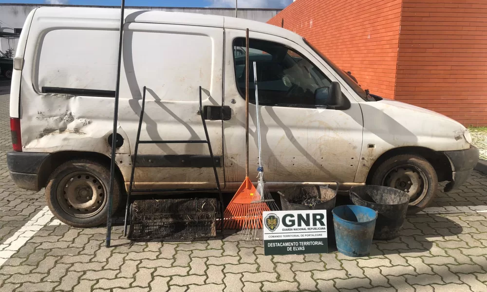 GNR trava furto de azeitona em Campo Maior: Três detidos em flagrante delito