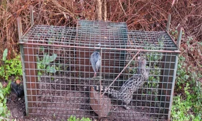 GNR liberta gineta e identifica suspeito de crimes contra a fauna em Évora