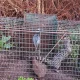 GNR liberta gineta e identifica suspeito de crimes contra a fauna em Évora