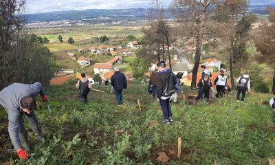 ‘Lés-a-Lés’ planta bosquete mais de uma centena de árvores em Faiões