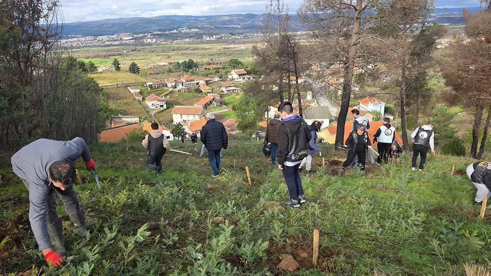‘Lés-a-Lés’ planta bosquete mais de uma centena de árvores em Faiões