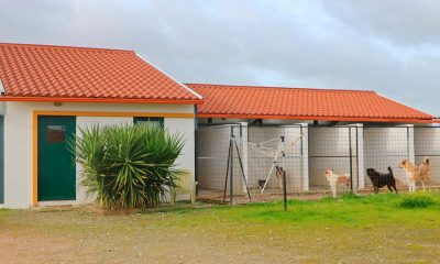 Novo protocolo celebrado com Associação de Protecção Animal