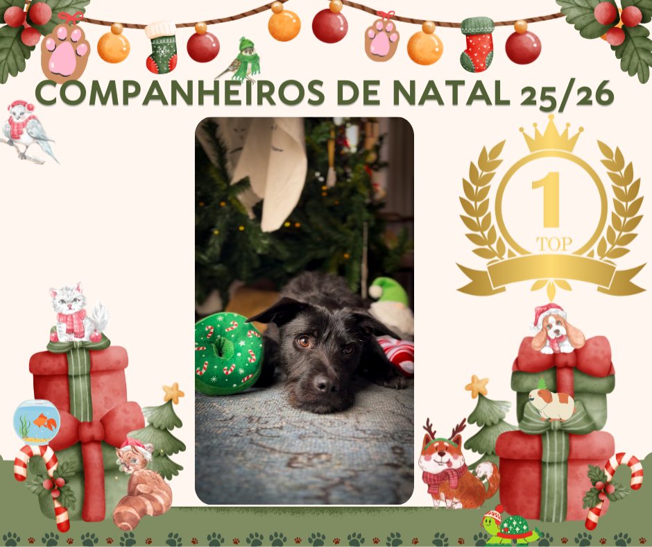CROA Paredes anuncia vencedores do concurso fotográfico de animais “Companheiros de Natal”