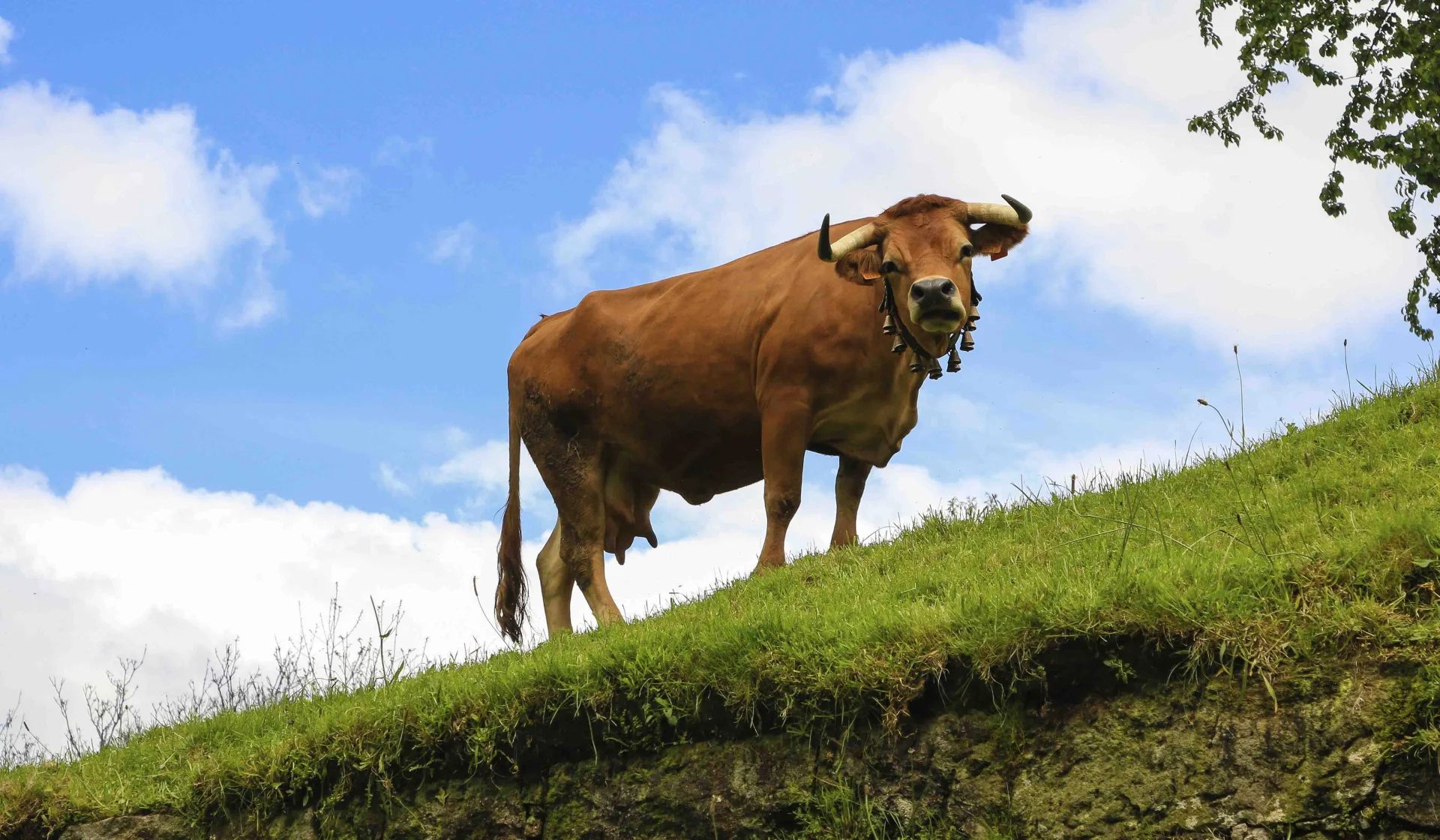 Câmara de Cinfães abre consulta pública para alterar apoios à criação de gado arouquês