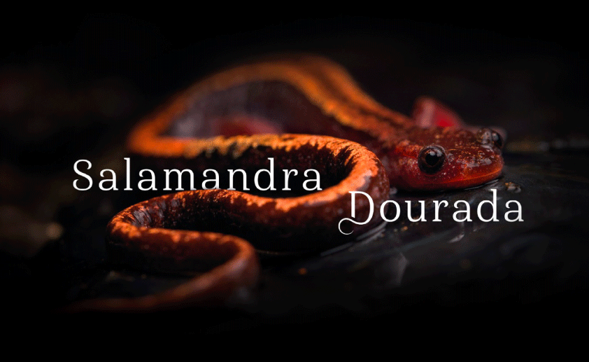 Centro Cultural de Paredes acolhe apresentação do Livro fotográfico “Salamandra Dourada”
