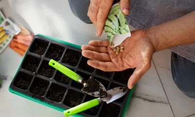Cinfães abre inscrições para o projecto “Semear Cinfães” até 15 de janeiro