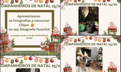 Concurso de fotografia de animais de companhia aberto a votação pública em Paredes