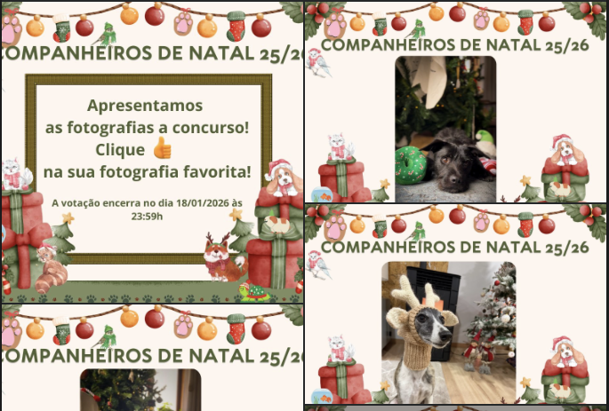 Concurso de fotografia de animais de companhia aberto a votação pública em Paredes