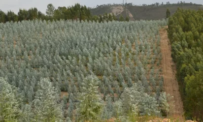 Quercus alerta ocultação de eucaliptal ardido e pede correções