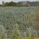 Quercus alerta ocultação de eucaliptal ardido e pede correções