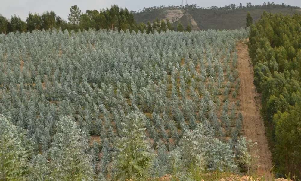 Quercus alerta ocultação de eucaliptal ardido e pede correções