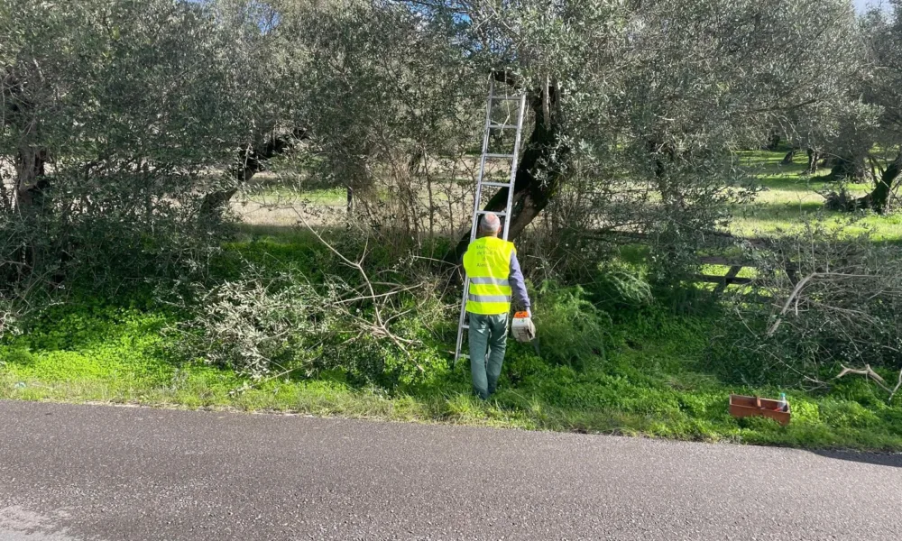Limpeza e poda de árvores em caminhos municipais

O Município de Viana iniciou, …