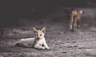 Programa CED de Lousada apela a cuidadores para controlo humanitário de gatos