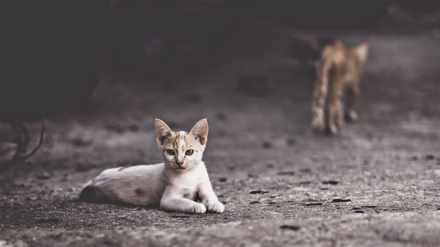 Programa CED de Lousada apela a cuidadores para controlo humanitário de gatos