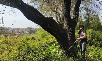 Projeto Gigantes Verdes abre inscrições para formar Embaixadores da floresta nativa