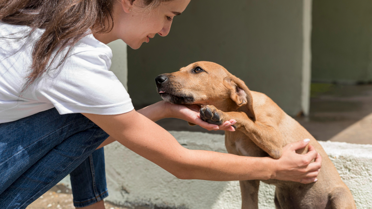 Serviços Veterinários de Paços de Ferreira registaram mais de 250 adoções em 2025