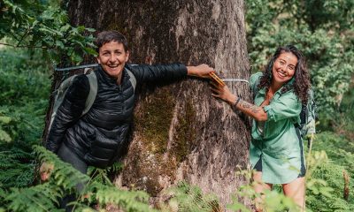 Sessões online apresentam projeto Gigantes Verdes e formação de embaixadores em defesa das árvores de grande porte