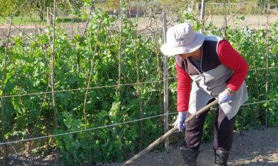 UE–Mercosul: quando a política comercial se vira contra quem produz alimentos