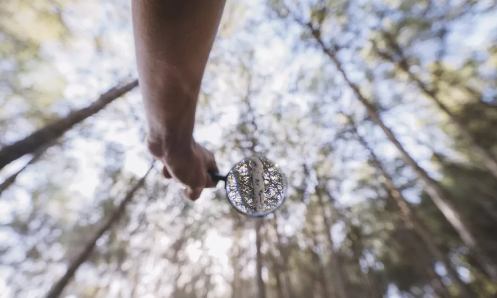 Alerta para pressão política sobre o ICNF