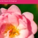 XI Exposição de Camélias de Guimarães