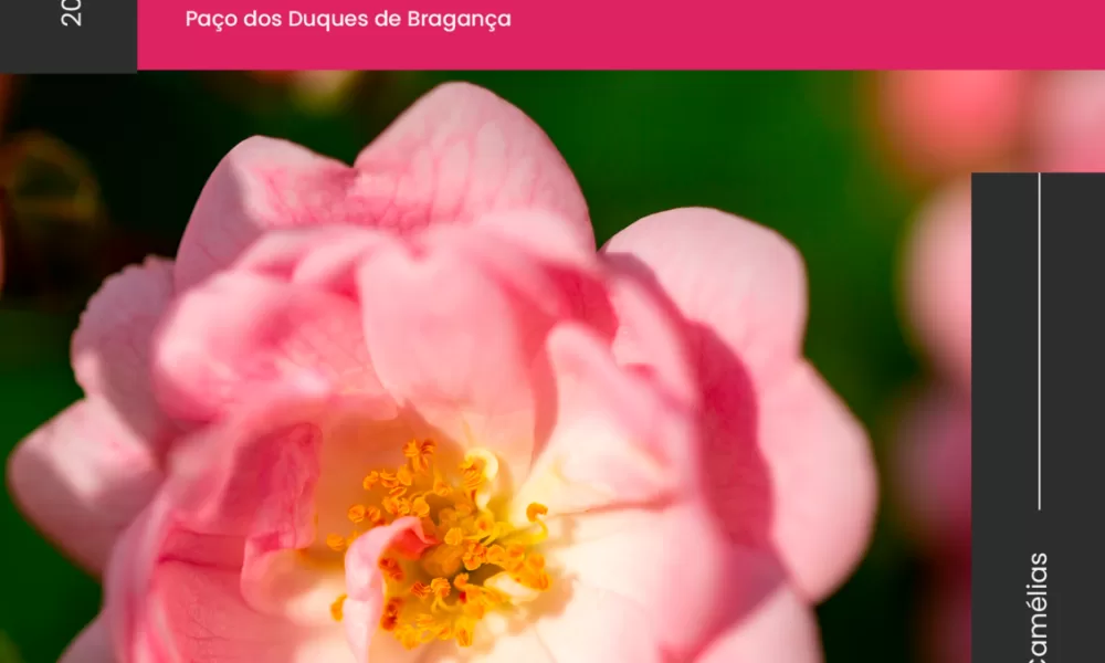 XI Exposição de Camélias de Guimarães