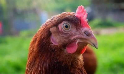 Bruxelas atualiza zonas de vigilância após novo foco de gripe das aves em Santarém