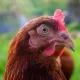Bruxelas atualiza zonas de vigilância após novo foco de gripe das aves em Santarém