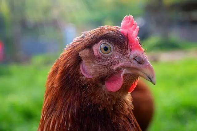 Bruxelas atualiza zonas de vigilância após novo foco de gripe das aves em Santarém
