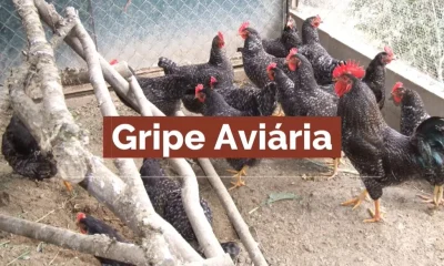 CM Vagos / GRIPE DAS AVES – INFORMAÇÃO E PREVENÇÃO