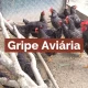 CM Vagos / GRIPE DAS AVES – INFORMAÇÃO E PREVENÇÃO