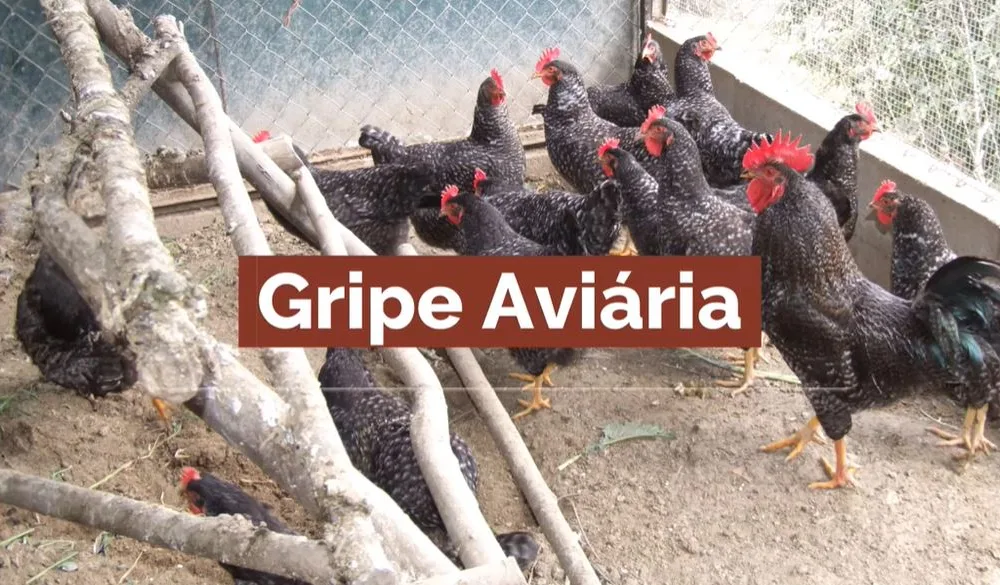 CM Vagos / GRIPE DAS AVES – INFORMAÇÃO E PREVENÇÃO