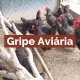 CM Vagos / GRIPE DAS AVES – INFORMAÇÃO E PREVENÇÃO