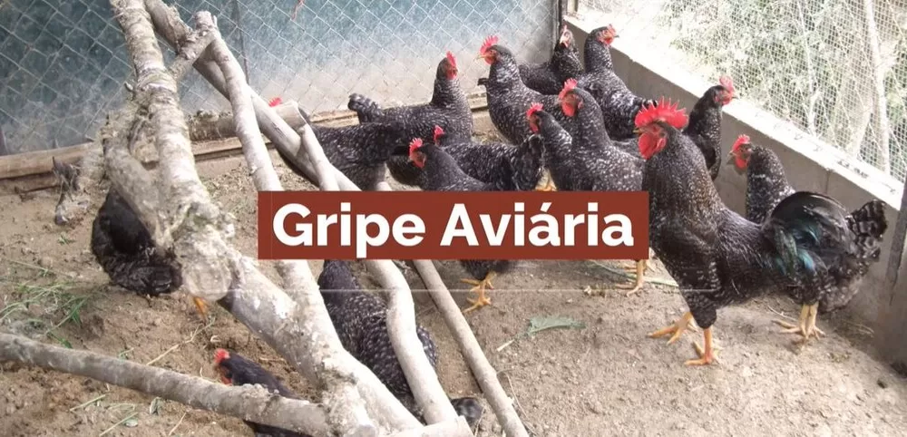 CM Vagos / GRIPE DAS AVES – INFORMAÇÃO E PREVENÇÃO