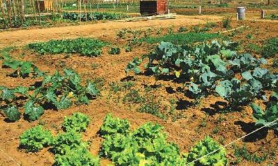 Santa Vitória e Mombeja lançam regulamento das Hortas Urbanas