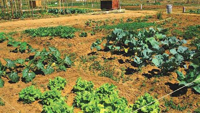 Santa Vitória e Mombeja lançam regulamento das Hortas Urbanas