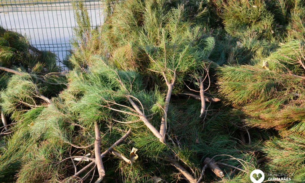 Município de Guimarães disponibiliza Pinheiros de Natal no Horto Municipal