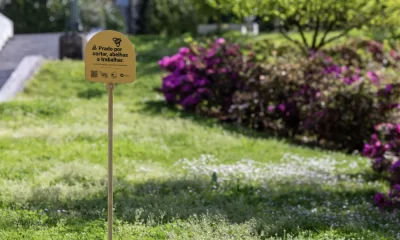 Guimarães: “Prado por cortar, abelhas a trabalhar”